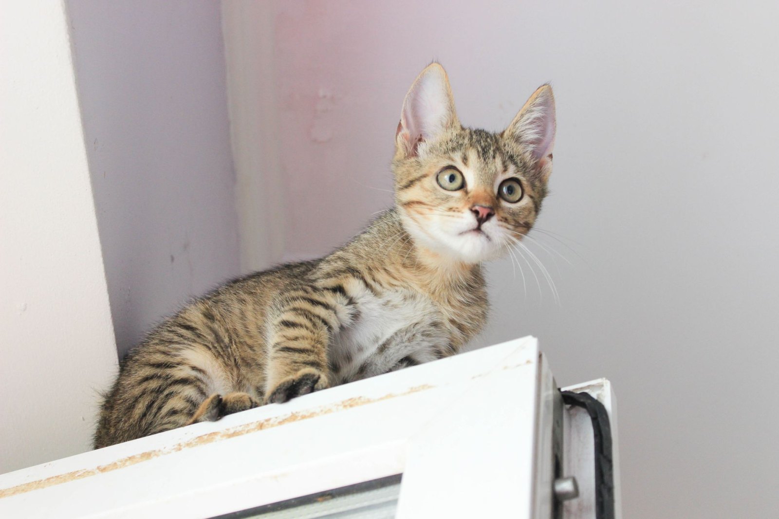 Котёнок Симба