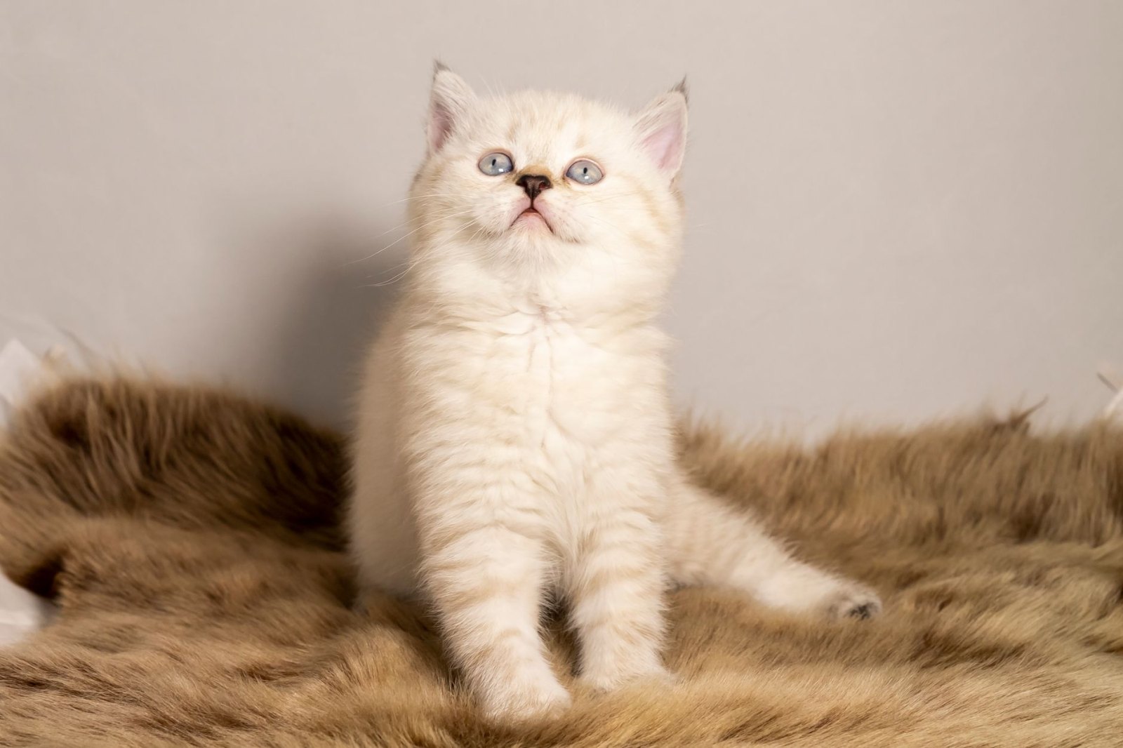 Котёнок Марципан