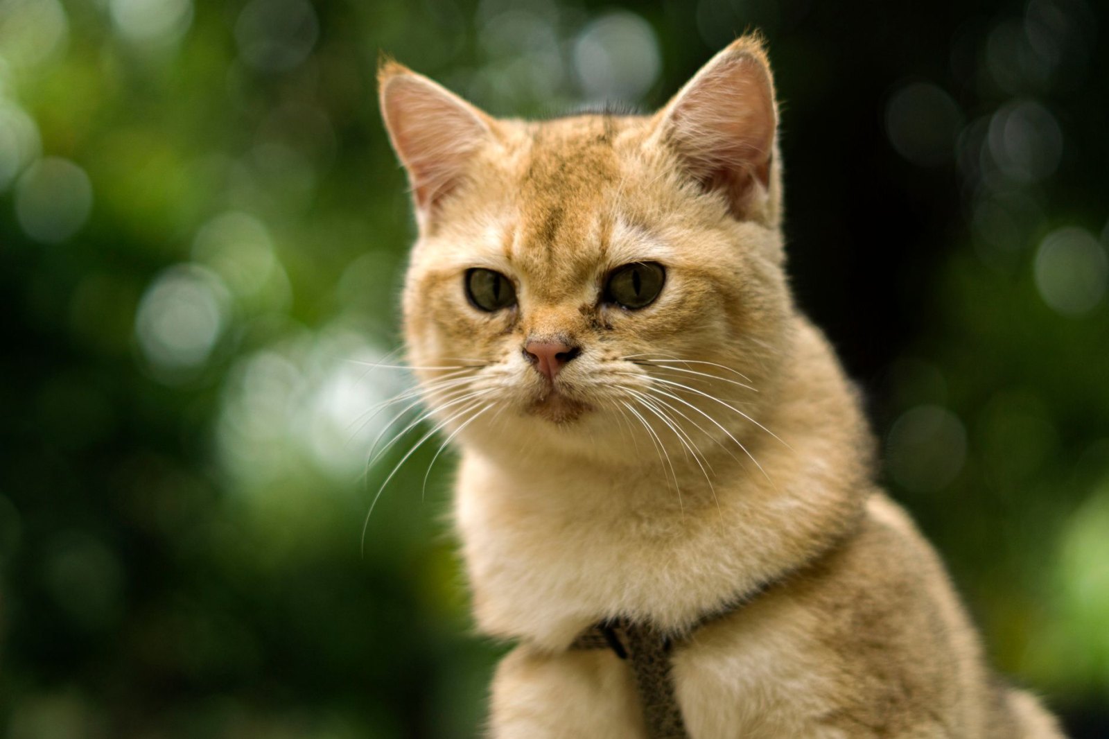 Котёнок Плюша