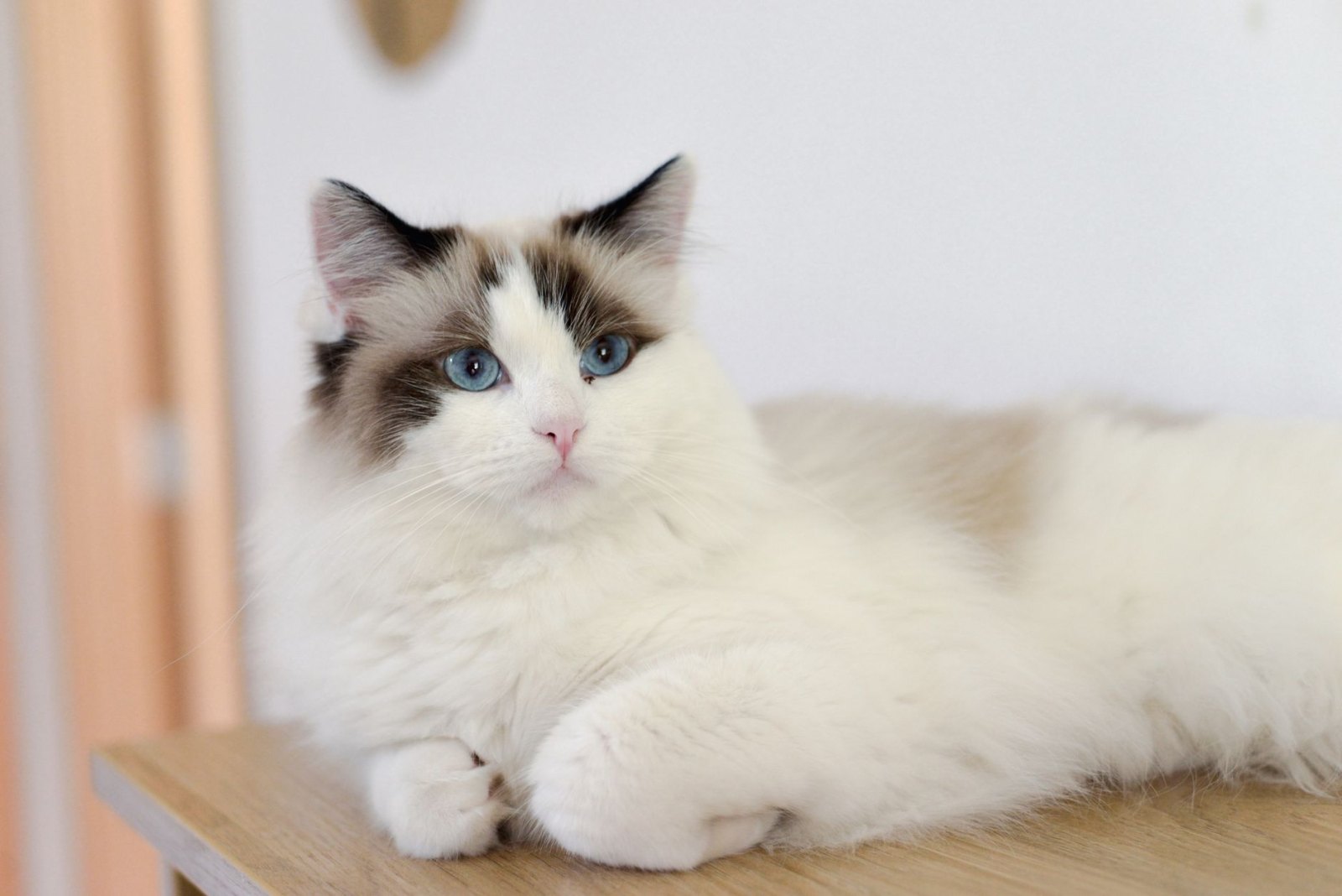 Котёнок Мира