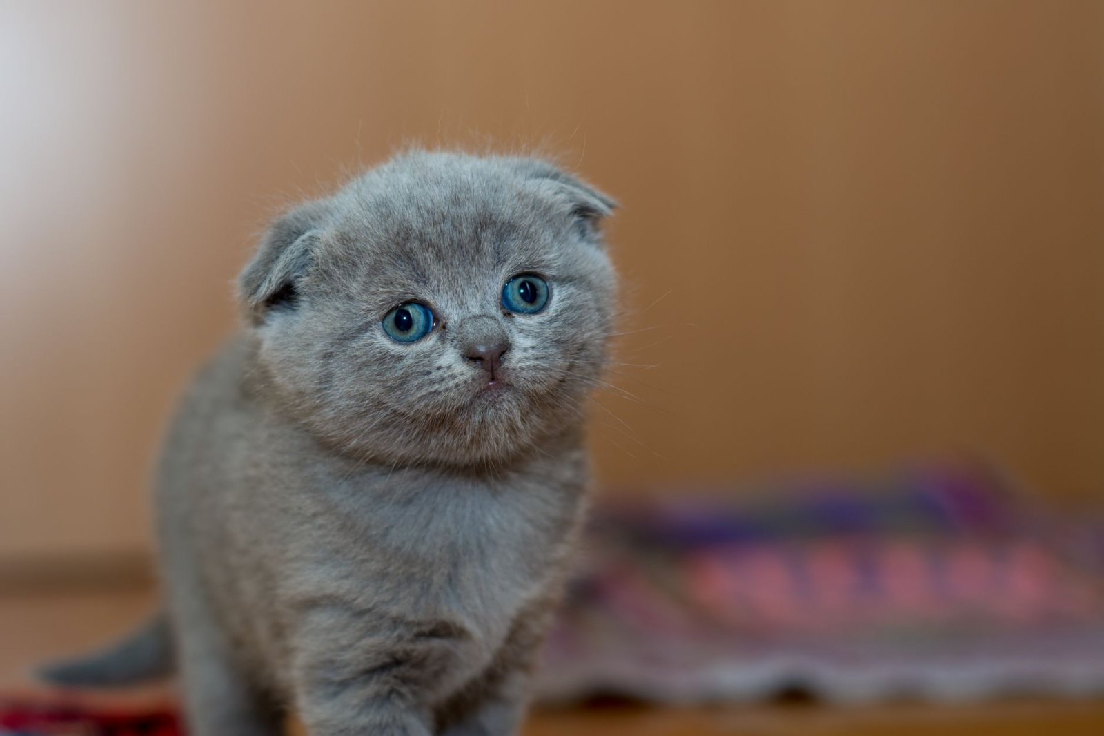 Котёнок Луна